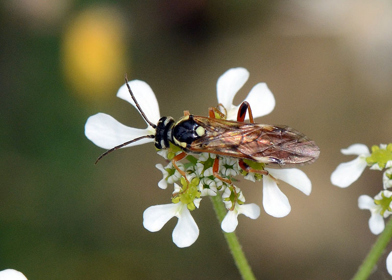 Tenthredinidae